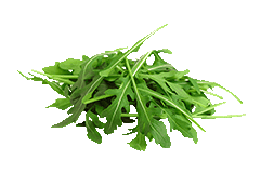 Ruccola